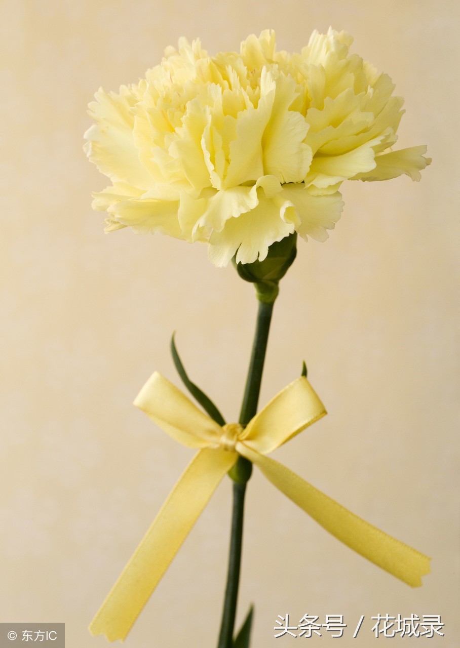 只知道母亲要送花而不知道父亲节也可以送花，快看看适合送的花吧