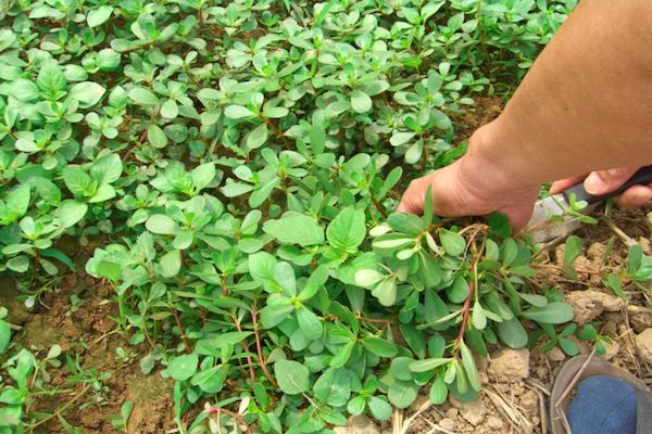 治热疙瘩,治土疙瘩用什么药