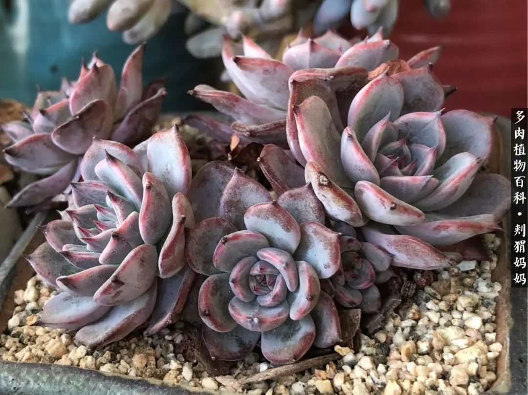 多肉如何度夏的方法,多肉夏天如何度夏