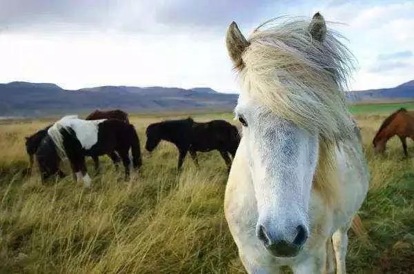 神奇的冰岛美景,神奇的大自然冰岛