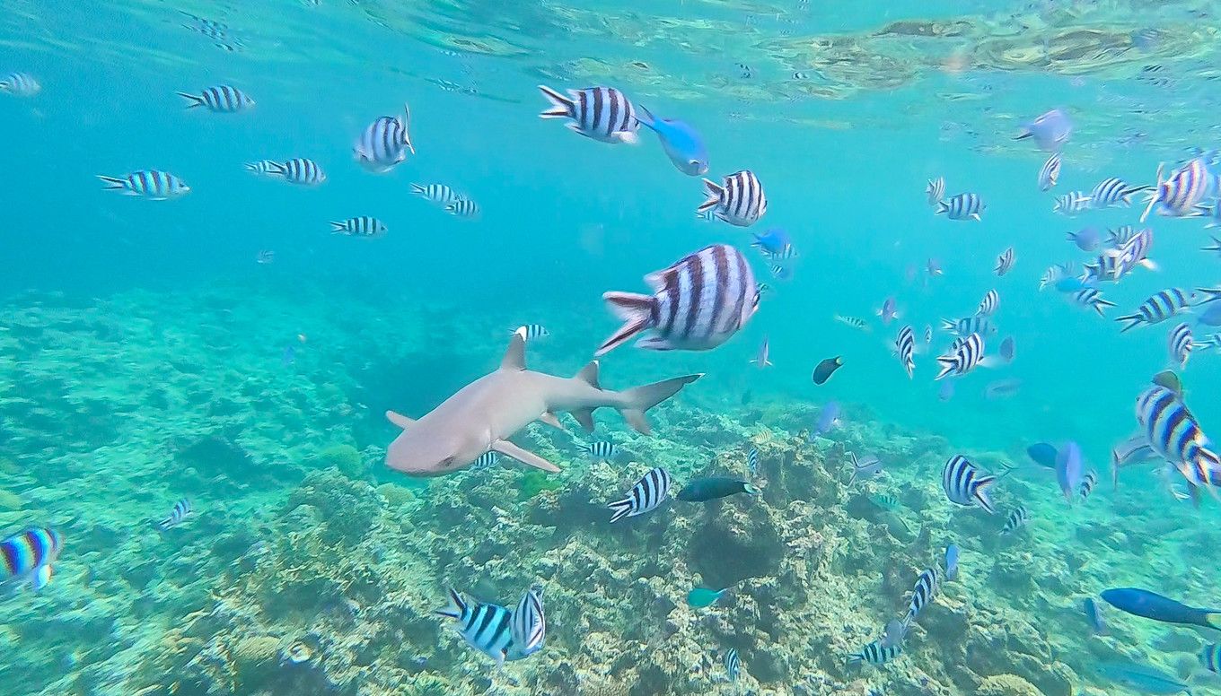 在斐济生活,斐济生活的真实感受