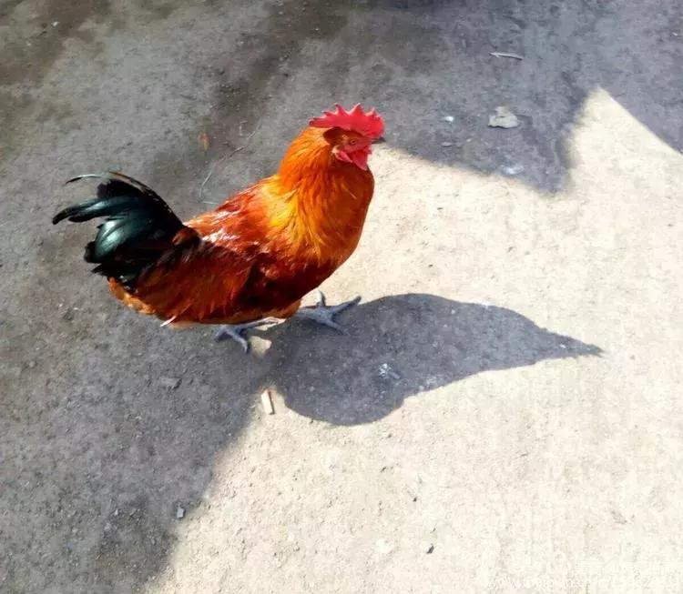 淄川龙山散养鸡,三山区散养土鸡场