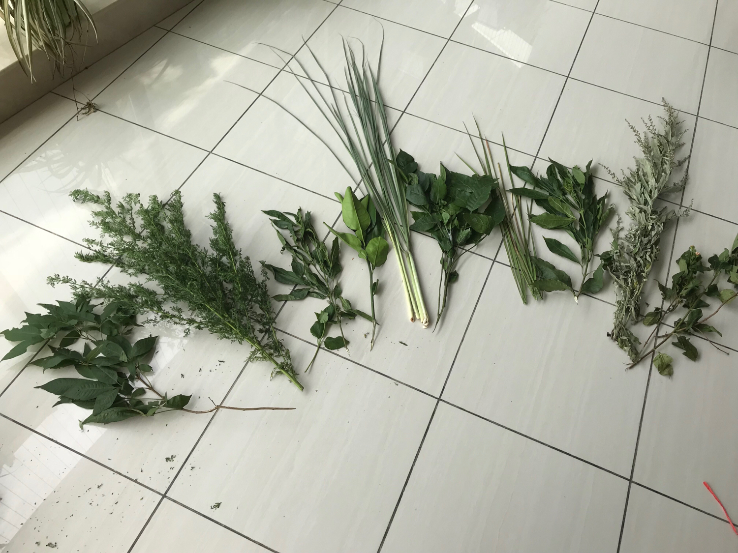 端午节，别忘了洗草药祛病避邪