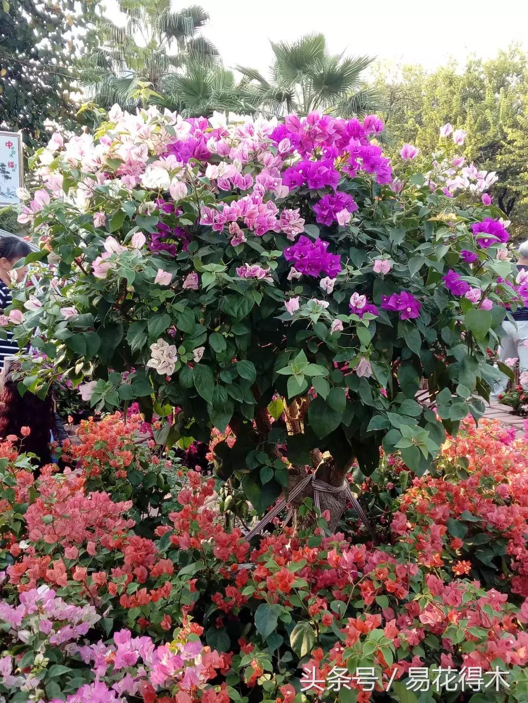 三角梅植物嫁接教程,多枝三角梅嫁接