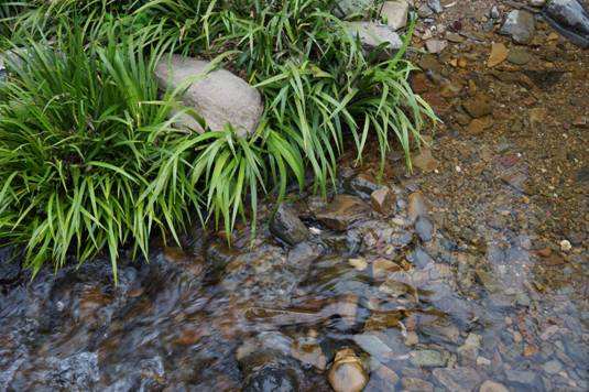 王药师带你认草药-艾叶、菖蒲