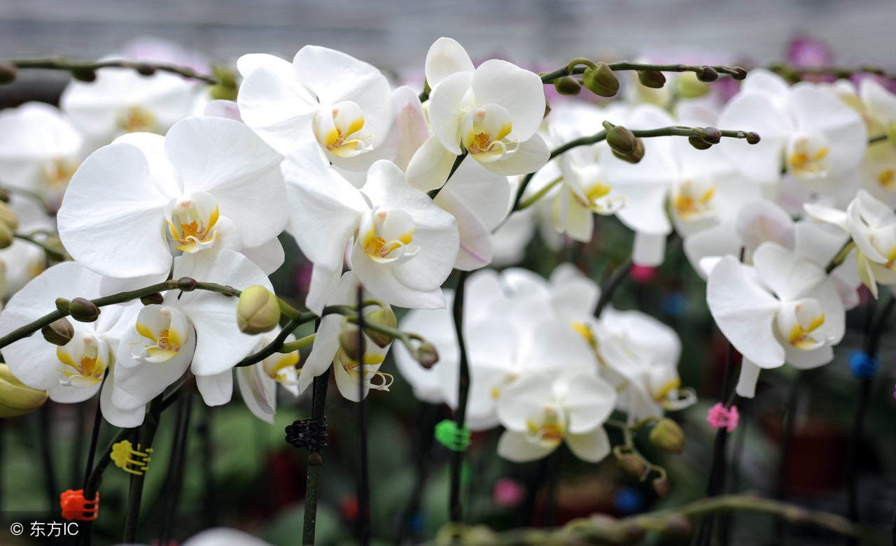 洋兰皇后蝴蝶兰介绍,蝴蝶兰是很受欢迎的洋兰