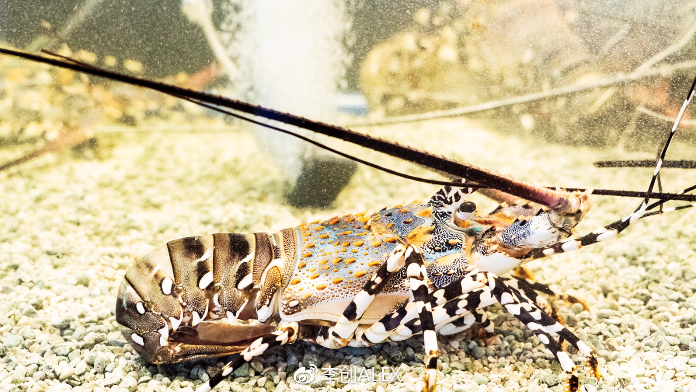 菲律宾宿务薄荷岛潜水之行,菲律宾宿务岛旅游潜水