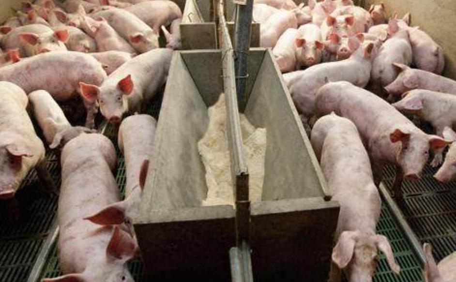 育肥猪打架死亡怎么避免,养猪猪打架咬死怎么解决