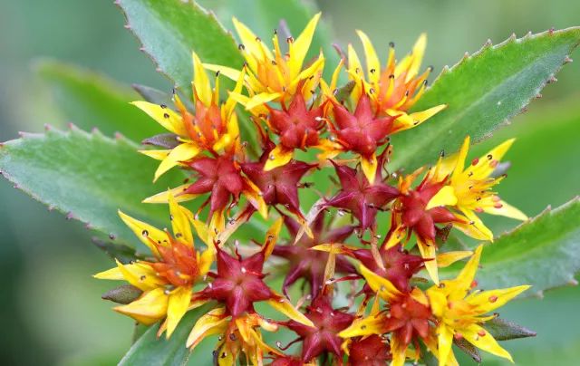 家中摆一盆，大病小病全走光！赶紧收藏！