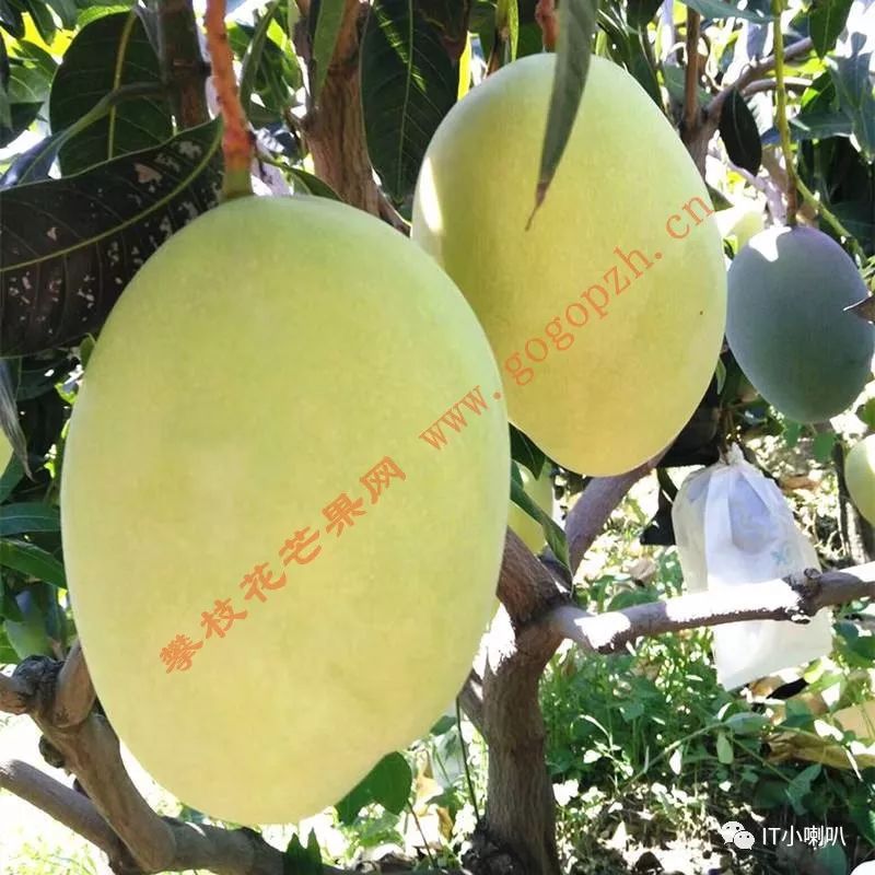 攀枝花芒果网,攀枝花芒果网直播