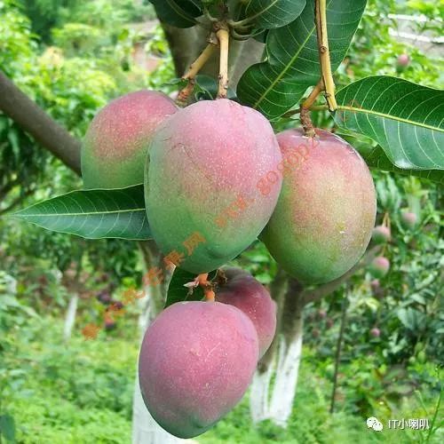 攀枝花芒果网,攀枝花芒果网直播