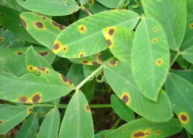 怎么知道花生什么病,看叶子知道树得什么病