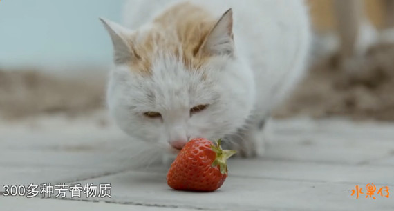 中国顶级美食纪录片,中国顶尖美食纪录片