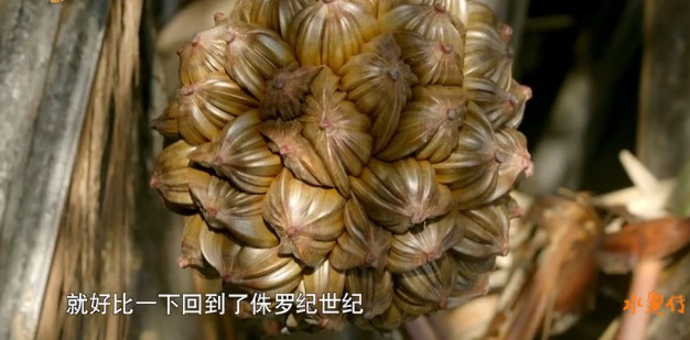 舌尖上的水果世界纪录片,被称为舌尖上的中国后续的纪录片