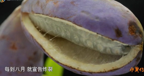 舌尖上的水果世界纪录片,被称为舌尖上的中国后续的纪录片