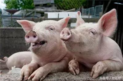 未来养猪如何赚钱,前沿技术智能化养猪与传统养猪