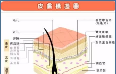 毛孔变粗大了怎么修复,毛孔稍微变大怎么办小妙招