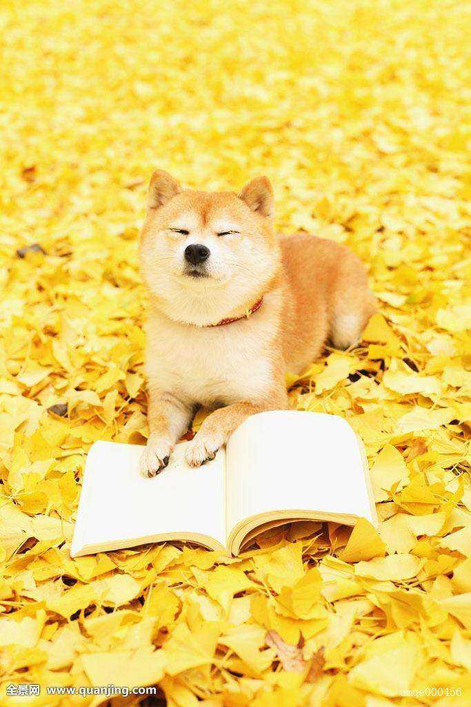 狗狗发情期征兆及正确处理方式