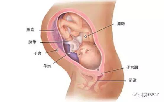 十月怀胎进入第34~35周啦