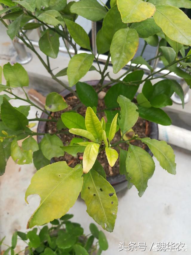 盆栽橘子老叶卷叶怎么回事,橘子树叶子褶皱发黄得了什么病