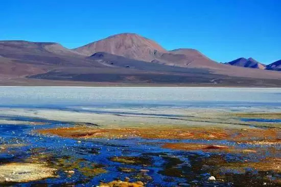 世界杯决赛潘帕斯雄鹰高卢,世界杯潘帕斯进球