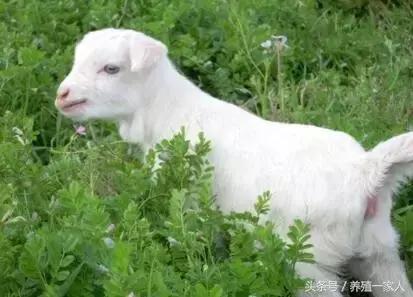 怎么处理羊运输应激,怎样预防羊长途运输后的应激反应