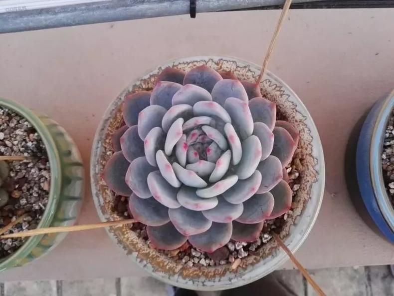 露养多肉晒白了是怎么回事,露养多肉褪色