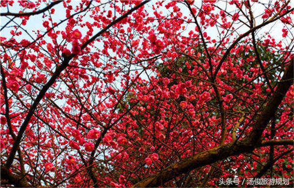 庭院风水植物什么最好,旺宅庭院植物