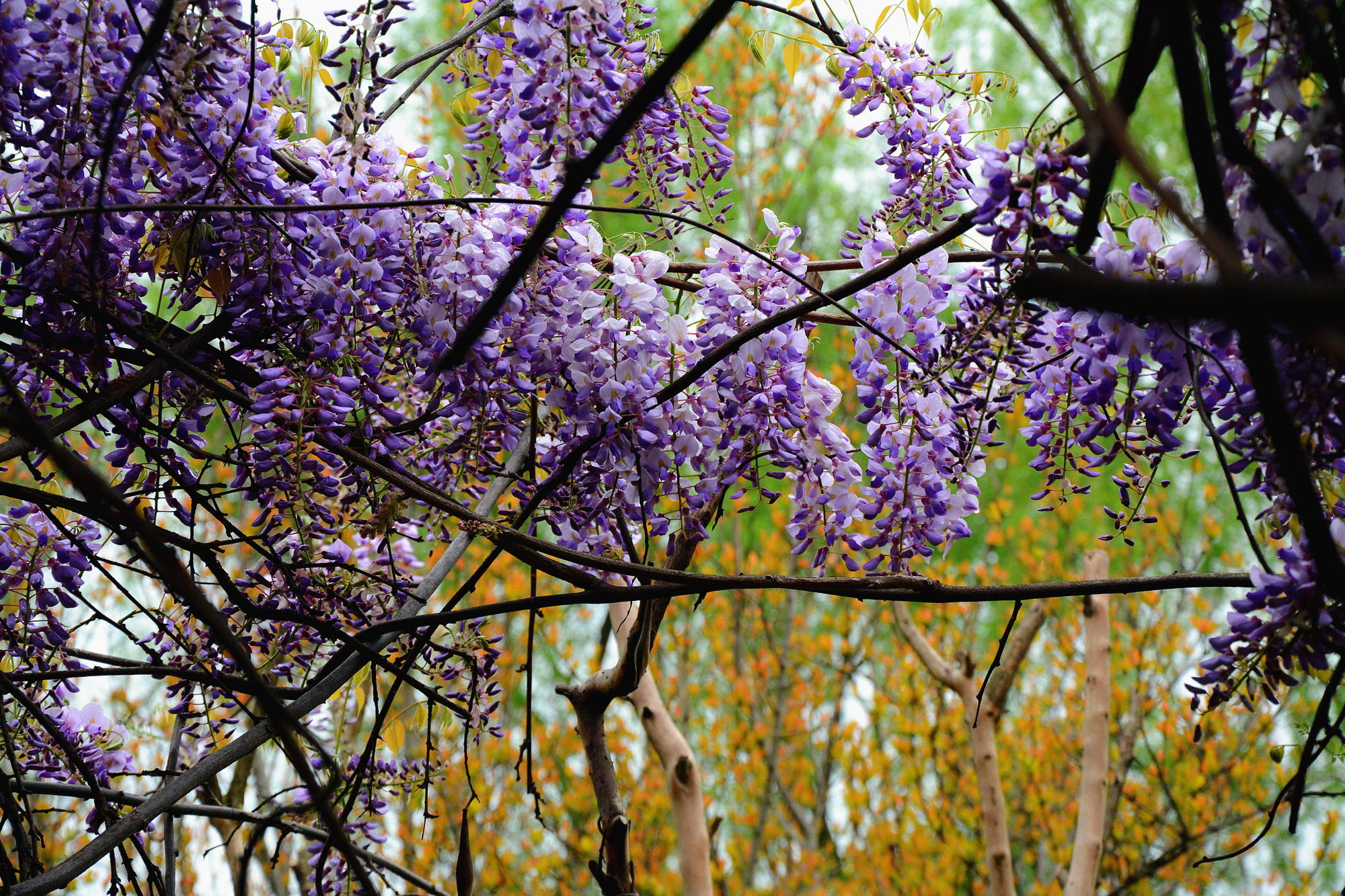 苏州哪些景点可以看小桥流水,只有老苏州人才知道的小众景点