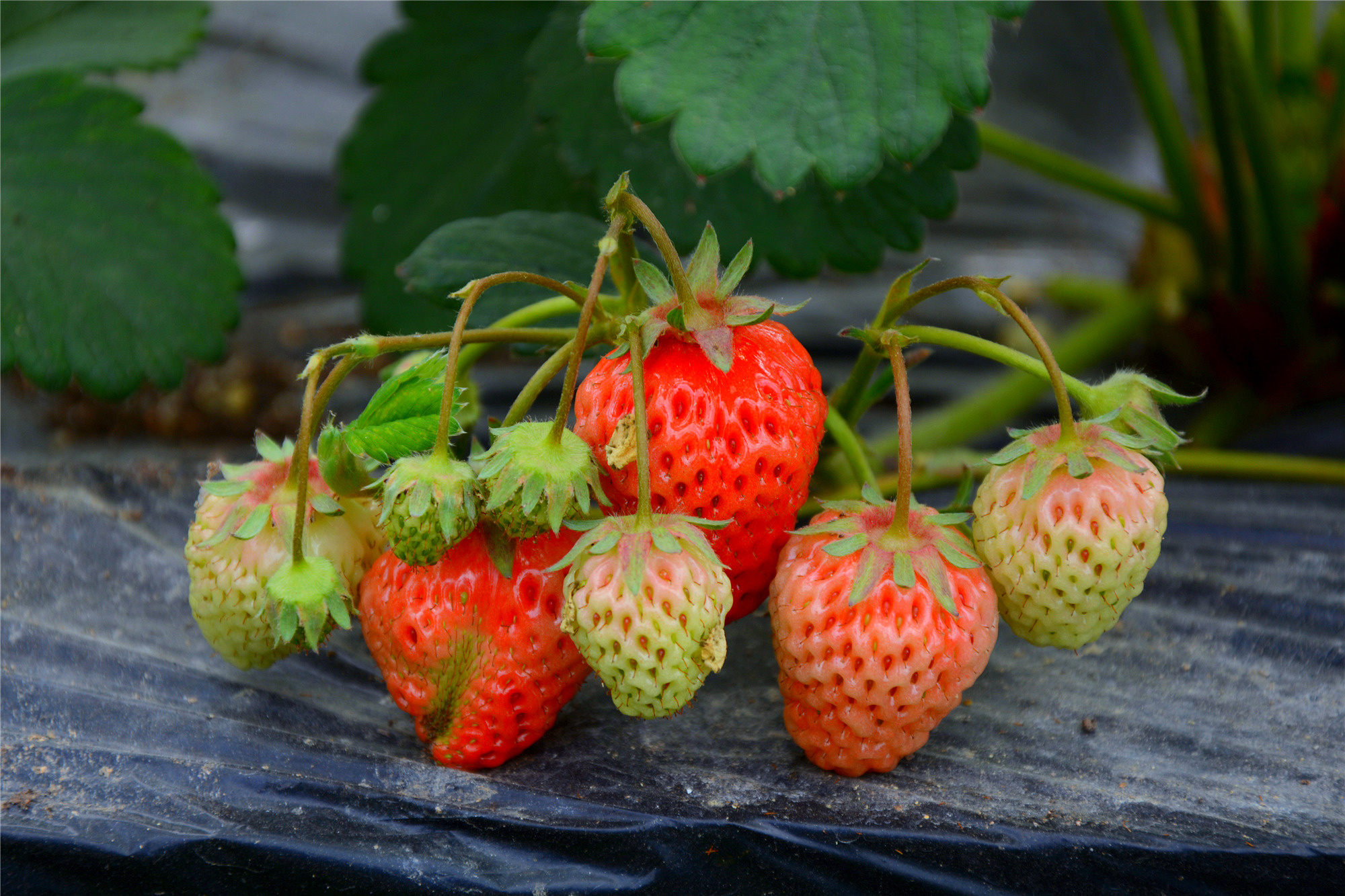 苏州哪些景点可以看小桥流水,只有老苏州人才知道的小众景点