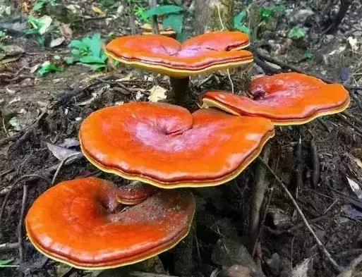 灵芝的吃法与作用有哪些,干灵芝片的正确吃法