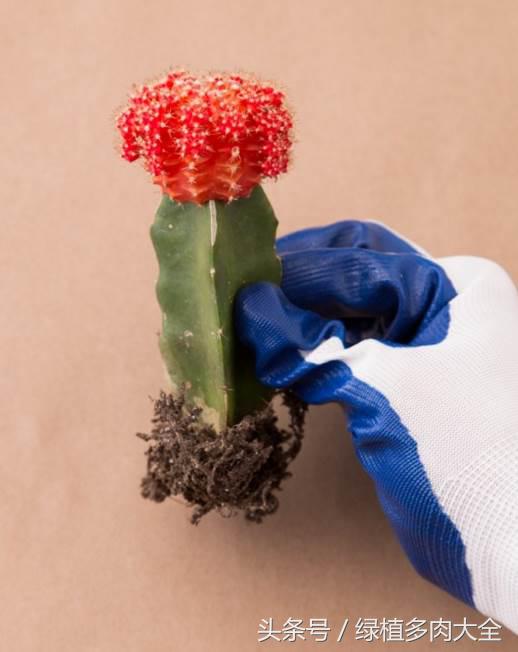 仙人掌刺太多怎么办,仙人掌要怎么预防虫害