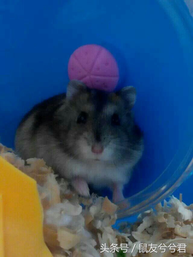 仓鼠如何和仓鼠亲密,怎么和仓鼠训练让仓鼠变得更亲密