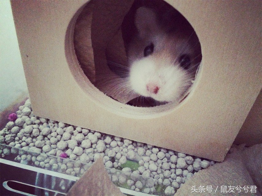 仓鼠如何和仓鼠亲密,怎么和仓鼠训练让仓鼠变得更亲密