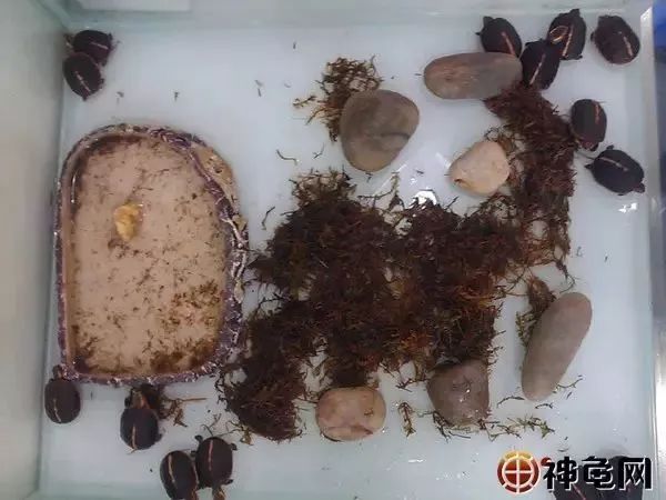 龟苗出壳后,喂食、环境的护理