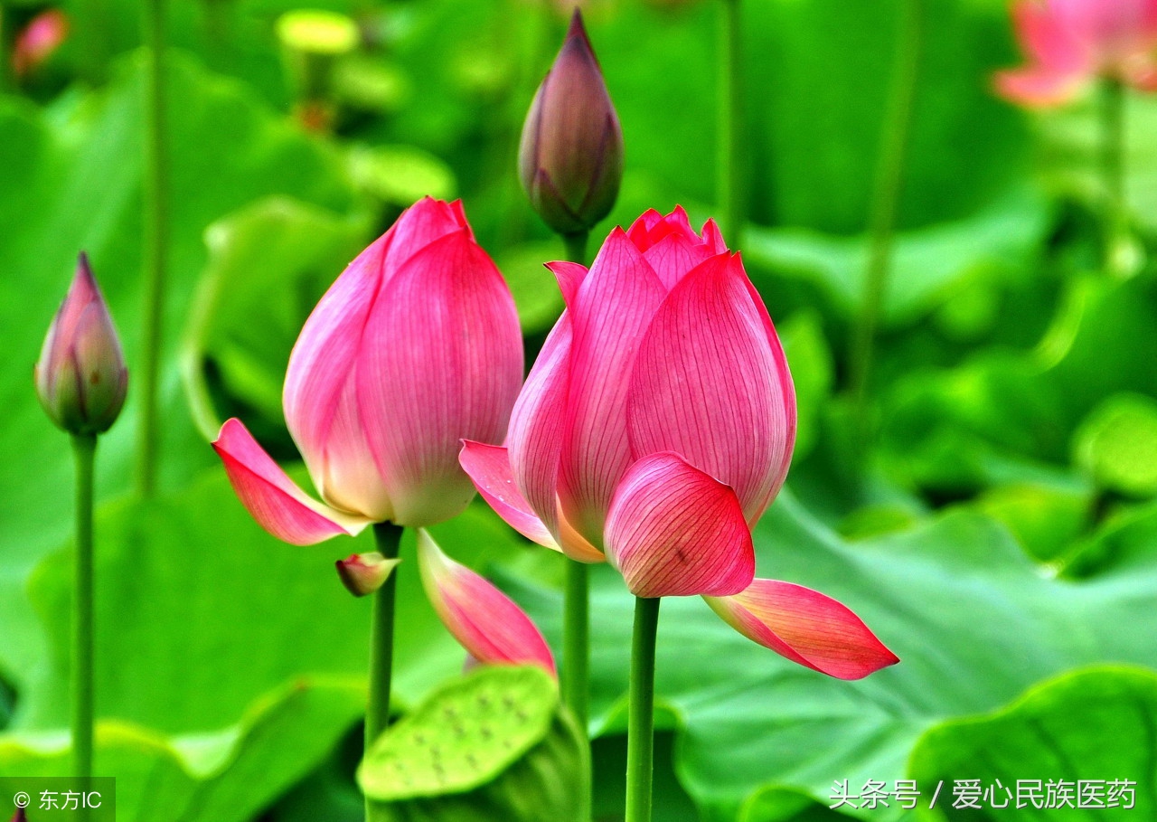 哪种花美容养颜效果最好,十种美容养颜花卉