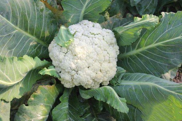 花菜种植增产技术,花菜怎样种植技术视频