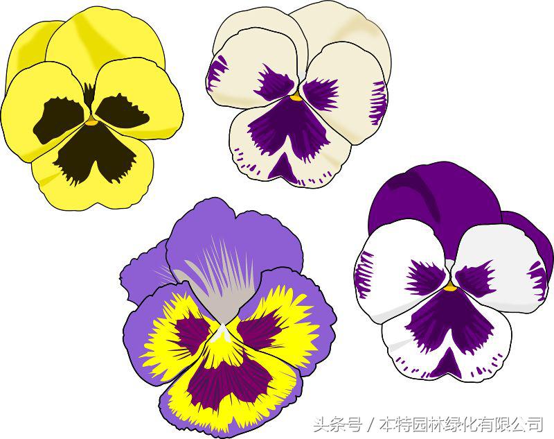 花海道路景观,花海长廊有哪些花