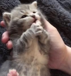 除了仓鼠猫狗以外的小型宠物推荐,除了猫狗还有什么可爱的家养宠物