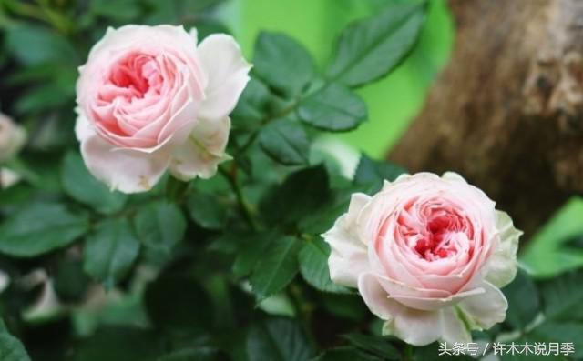 许木木说月季完整版,许木木说月季用药