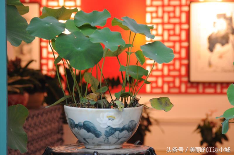 小荷才露尖尖角的荷该咋写,小荷才露尖尖角的荷花是什么意思