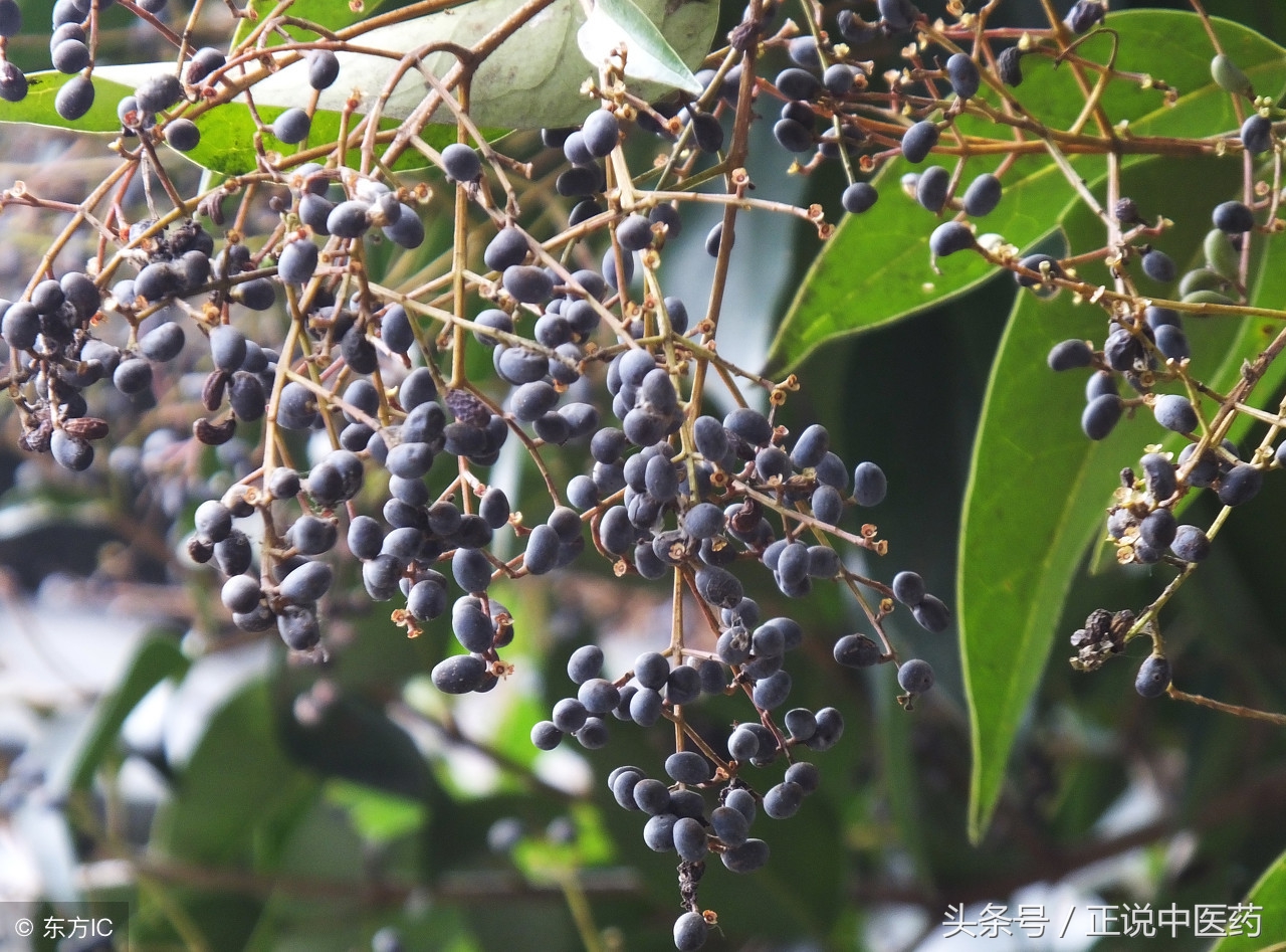 经典名方二至丸来历,中医分享黑发方剂二至丸