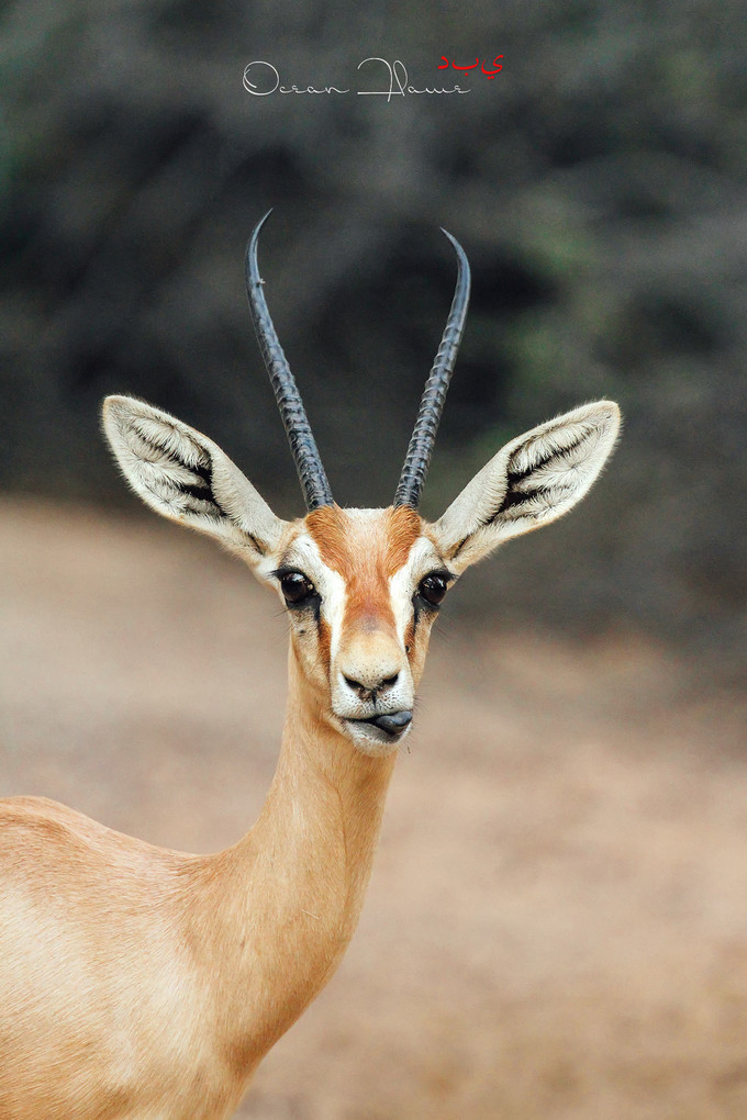 迪拜左手沙漠右手大海飞跃千里为你来——今夕传媒旅行家出品