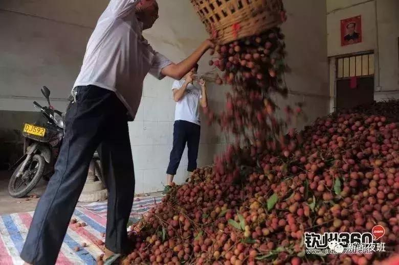 广西荔枝现在情况,广西荔枝最新情况