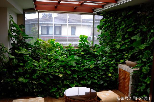 怎么用水养绿萝绿萝才长得快,家里养的绿萝不爆盆底部长满根