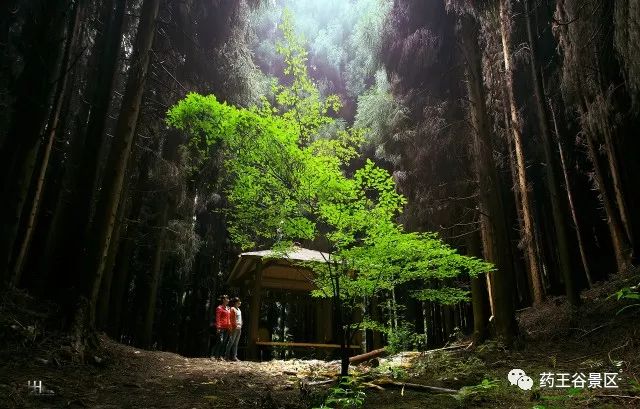 夏至来临，气温攀升，药王谷220两天一夜欢乐避暑体验！黑森林/森林花海/地心峡/水世界……