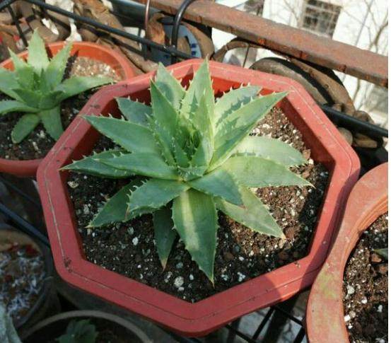 十种最好养的芦荟,芦荟植物盆栽好养活吗