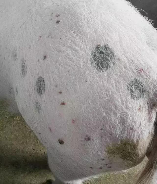 猪驱虫一周后没效果,猪驱虫间隔多久再次驱虫