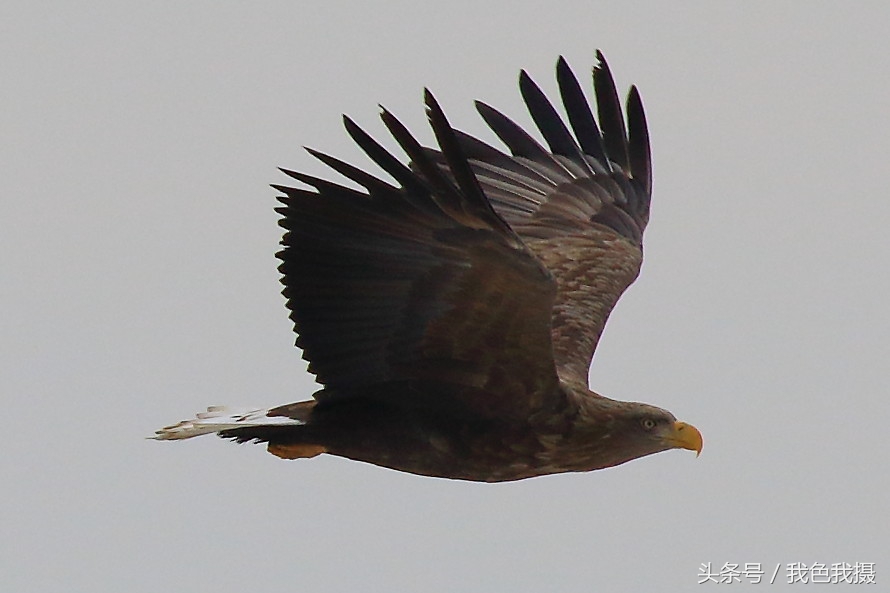 打鸟镜头佳能600还是800怎么选择,佳能7d2配100-400镜头攻略