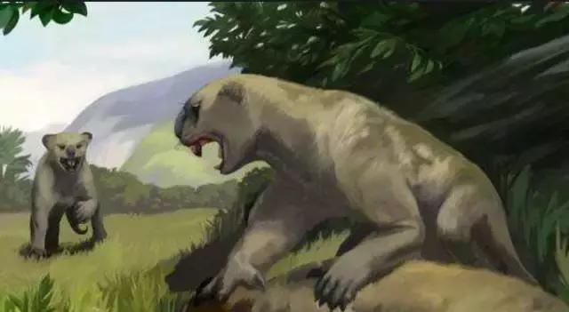 澳洲未解之谜，它又出现了！幽灵猫现，必有血案！